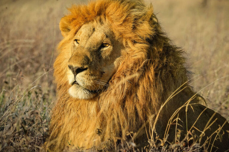 3-days-tanzania-safari