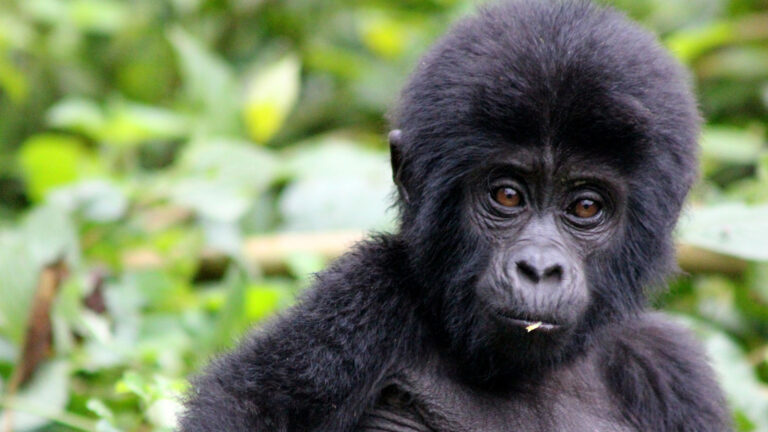 why-uganda